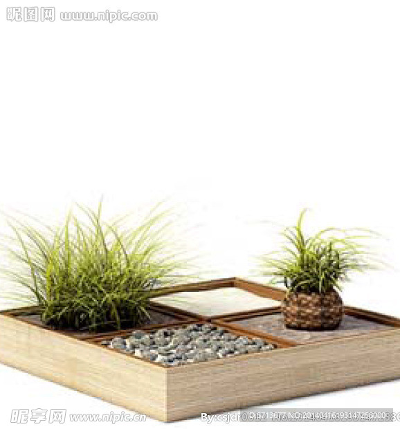 植物模型