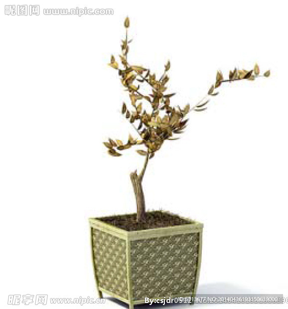 植物模型