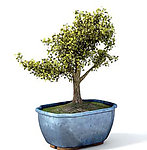 植物模型