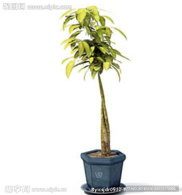 植物模型