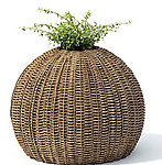 植物模型