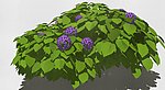 观赏植物