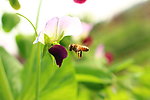 蜜蜂与豌豆