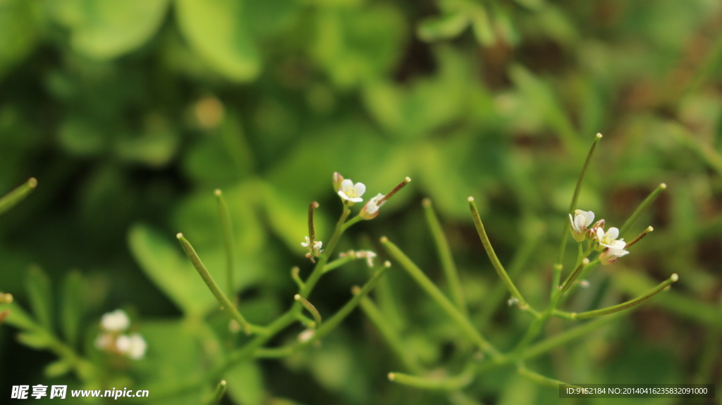 野花野草