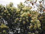 芒果花