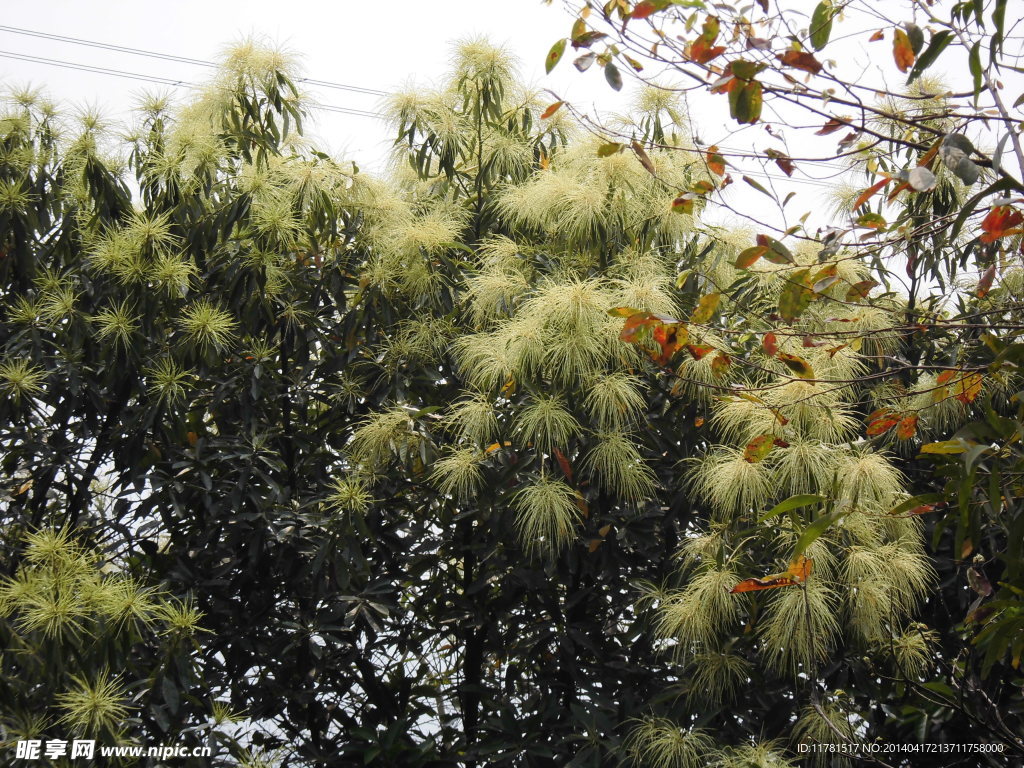 这芒果花怎么样？_百度知道