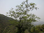 深圳朗唐山公园