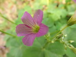 红花三叶草 幸运花