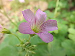 红花三叶草 幸运花
