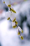 春柳