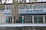 雪中春柳