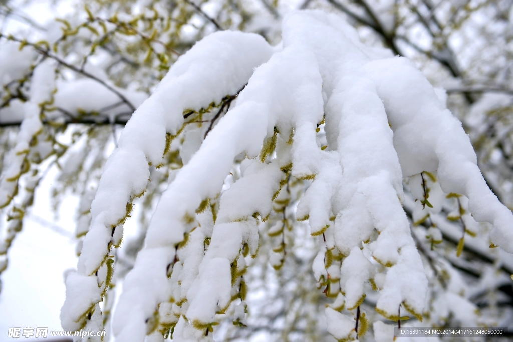 雪景春柳