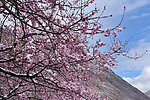 西藏挑花