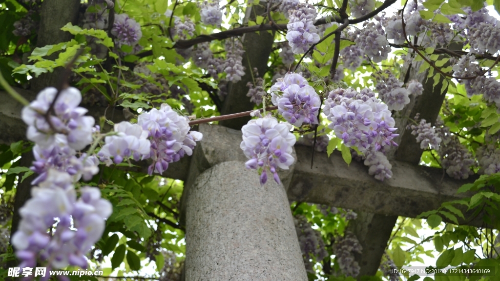 紫藤花开