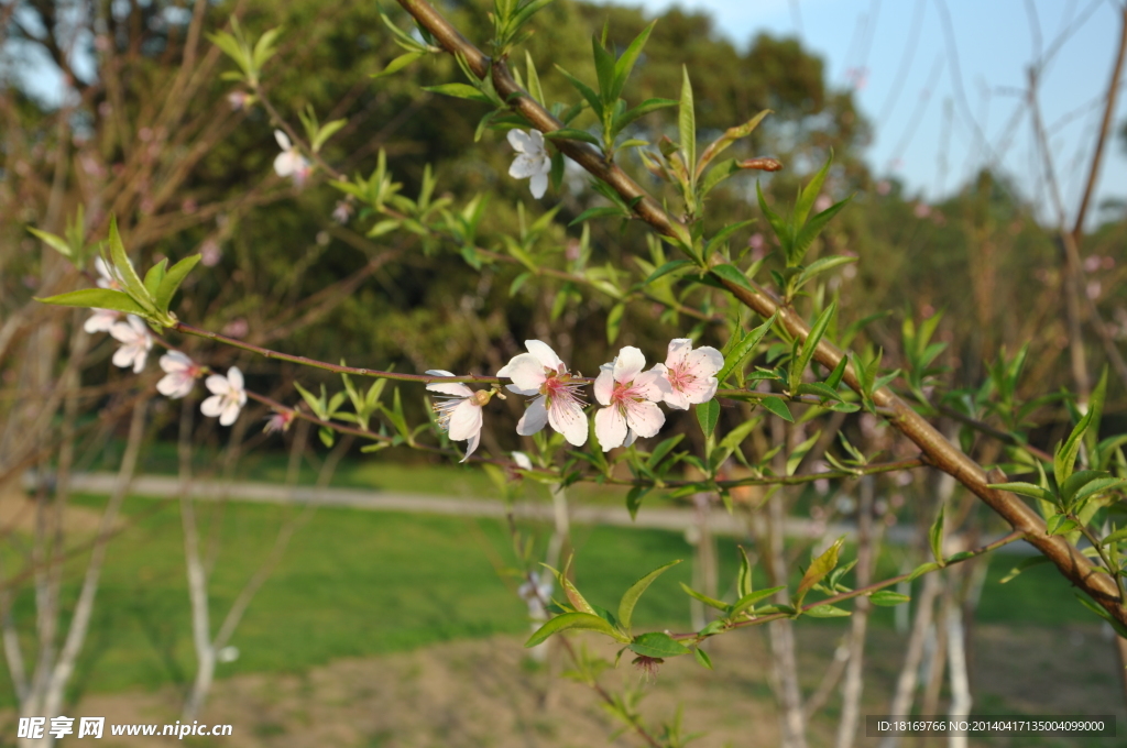 桃花 桃树枝