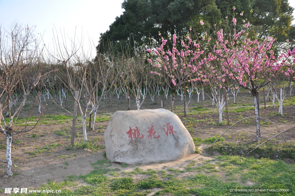 桃花 桃花园