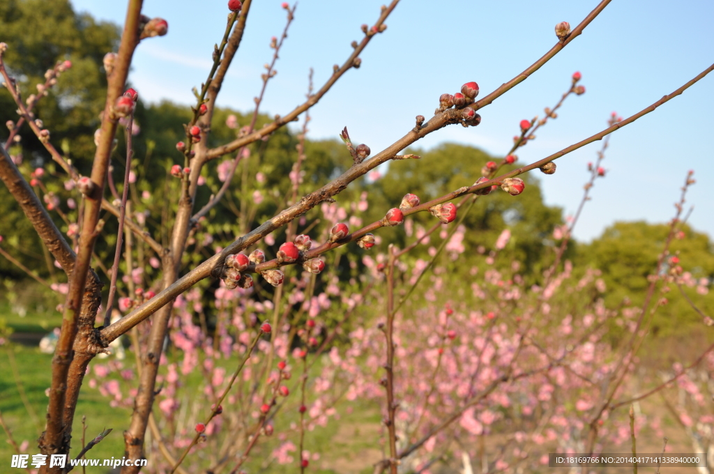 桃花 桃树枝