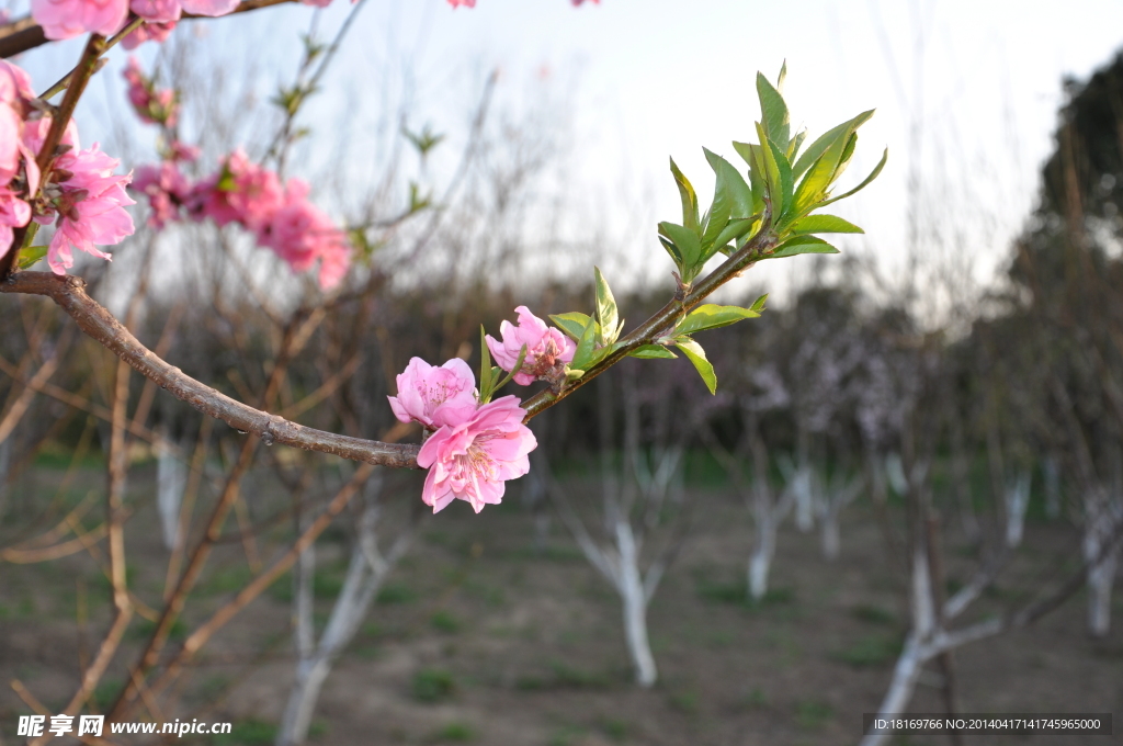 桃花 桃树