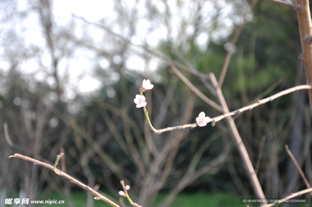 桃花 桃树枝