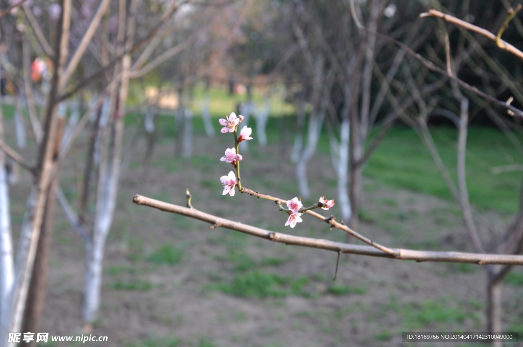 桃花 桃树