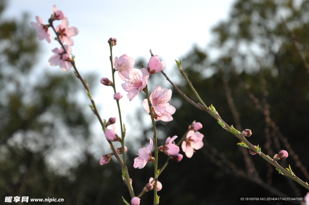 桃花 桃树枝