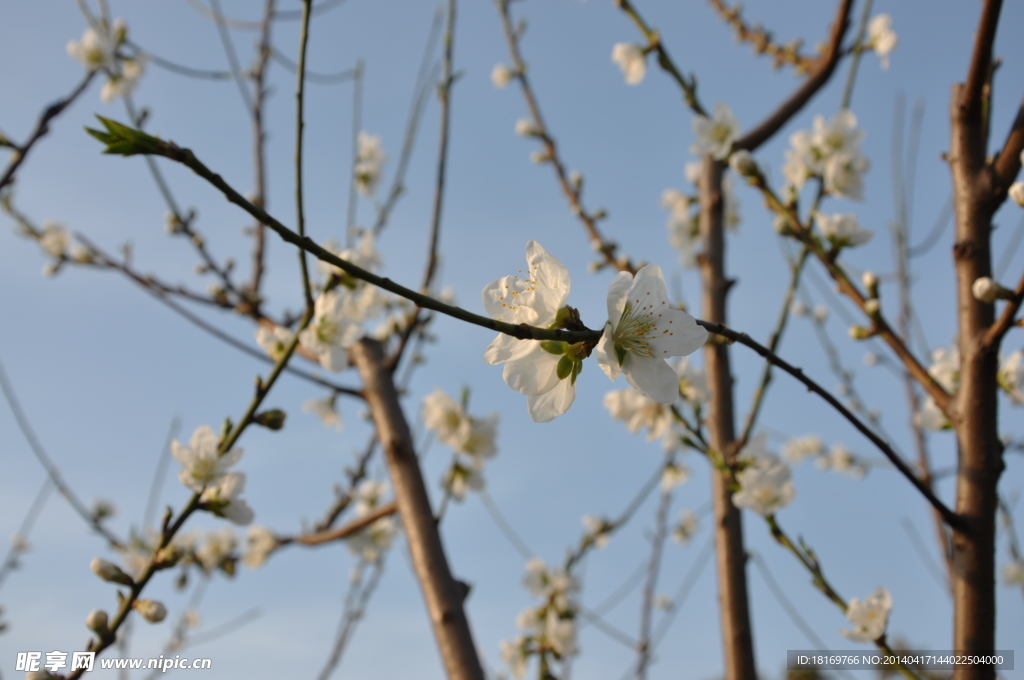 桃花 桃树
