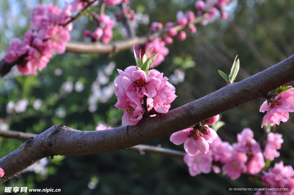 桃花 桃树