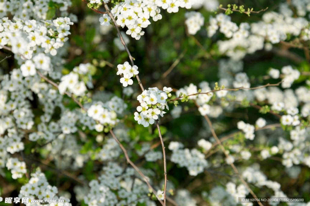 小白花 白色花