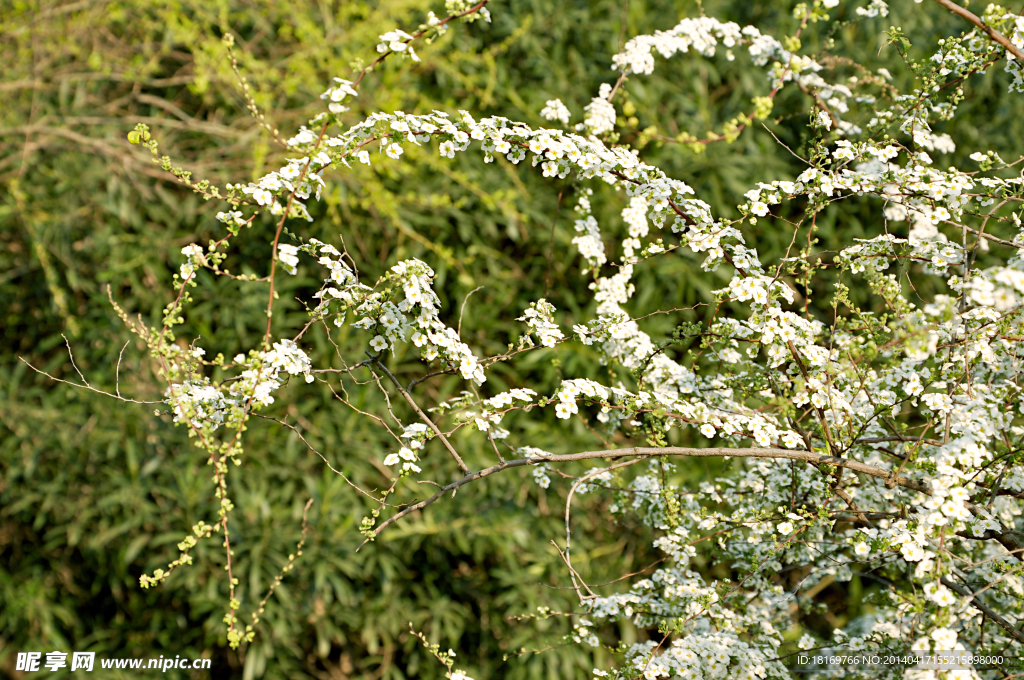 小白花 白色花