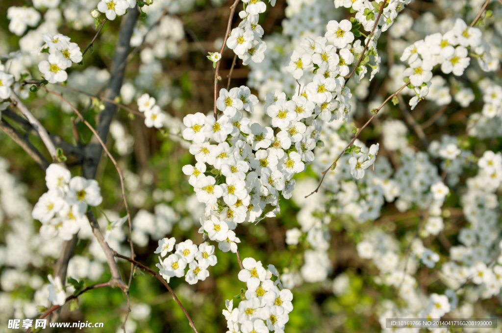 小白花 白色花