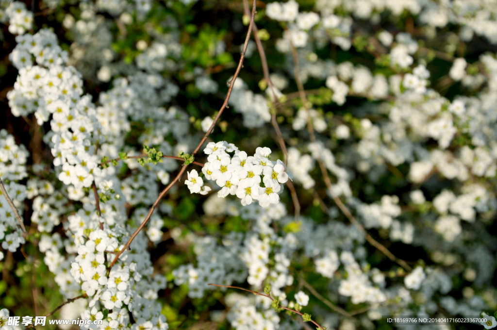 小白花 白色花