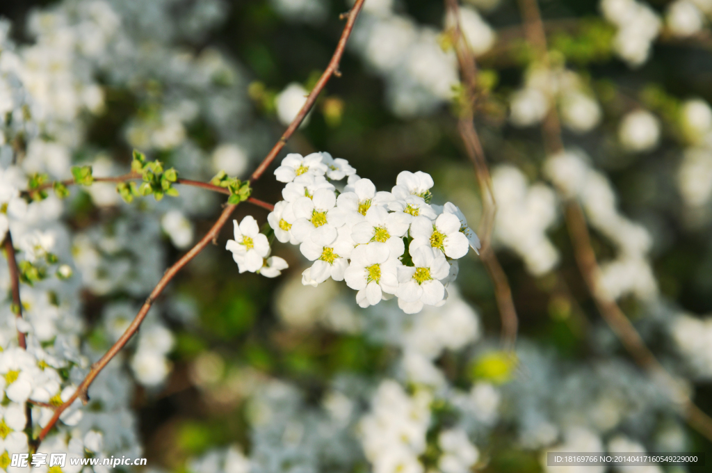 小白花 白色花