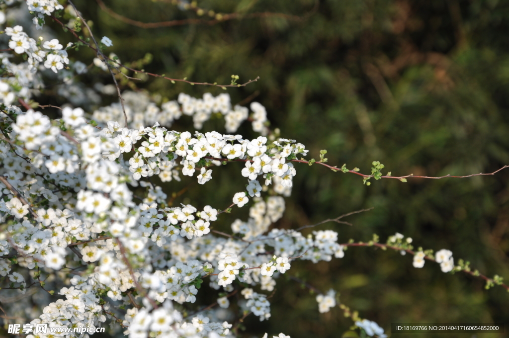 小白花 白色花