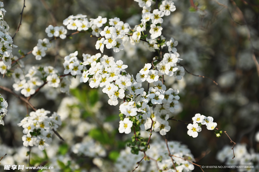 小白花 白色花