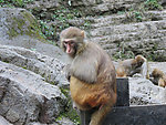 金丝猴