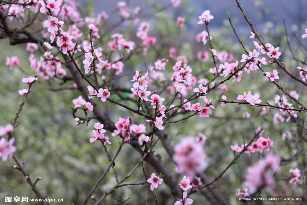 桃花