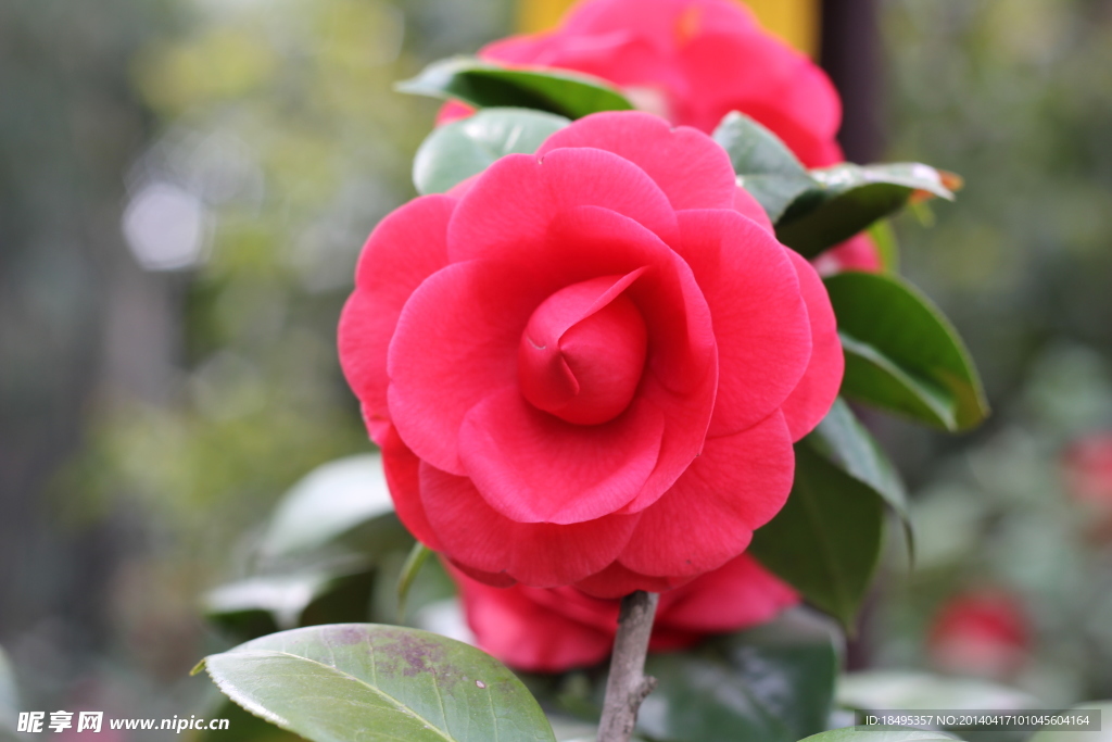 山茶花
