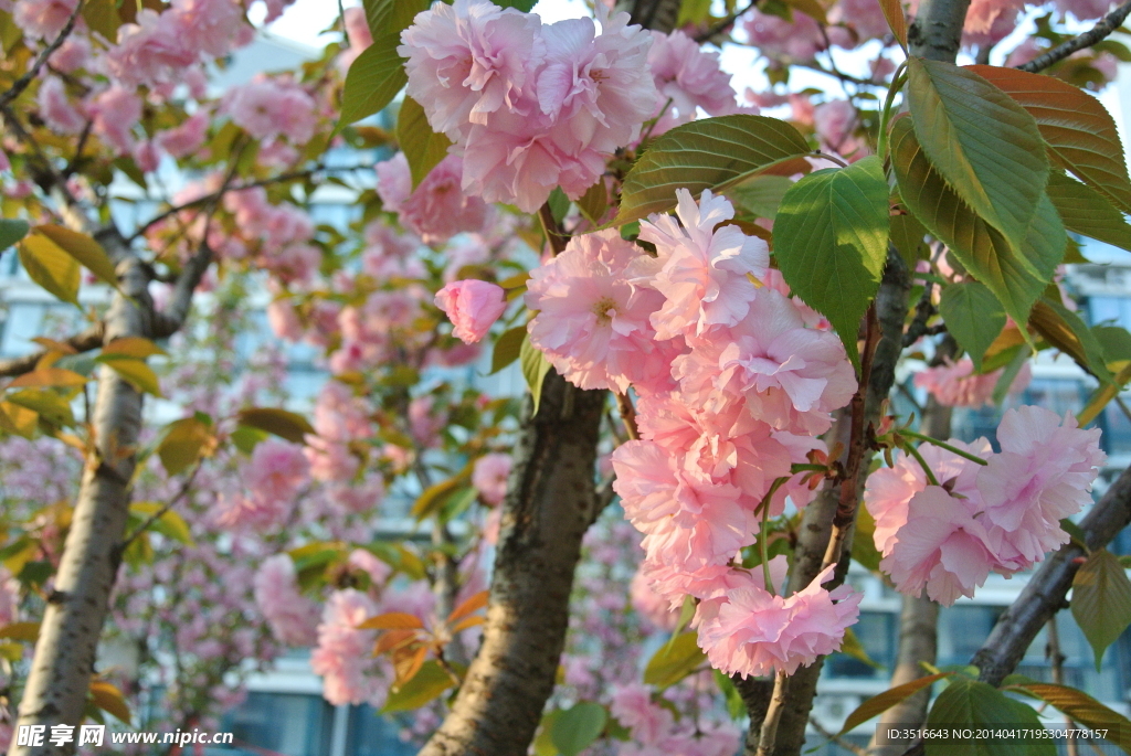 樱花