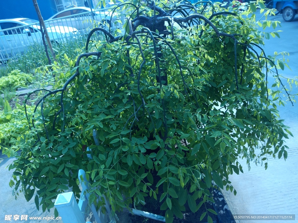 槐树