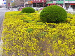 城市园林