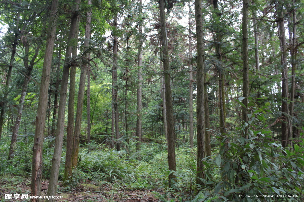 松树林