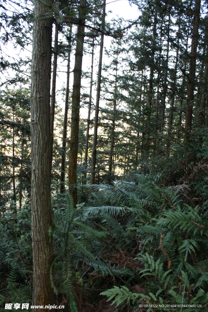 松树林