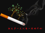 爱护树木