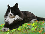 家有爱猫