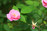月季花