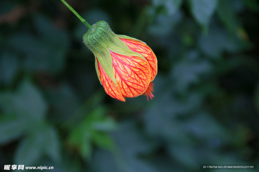 风铃花