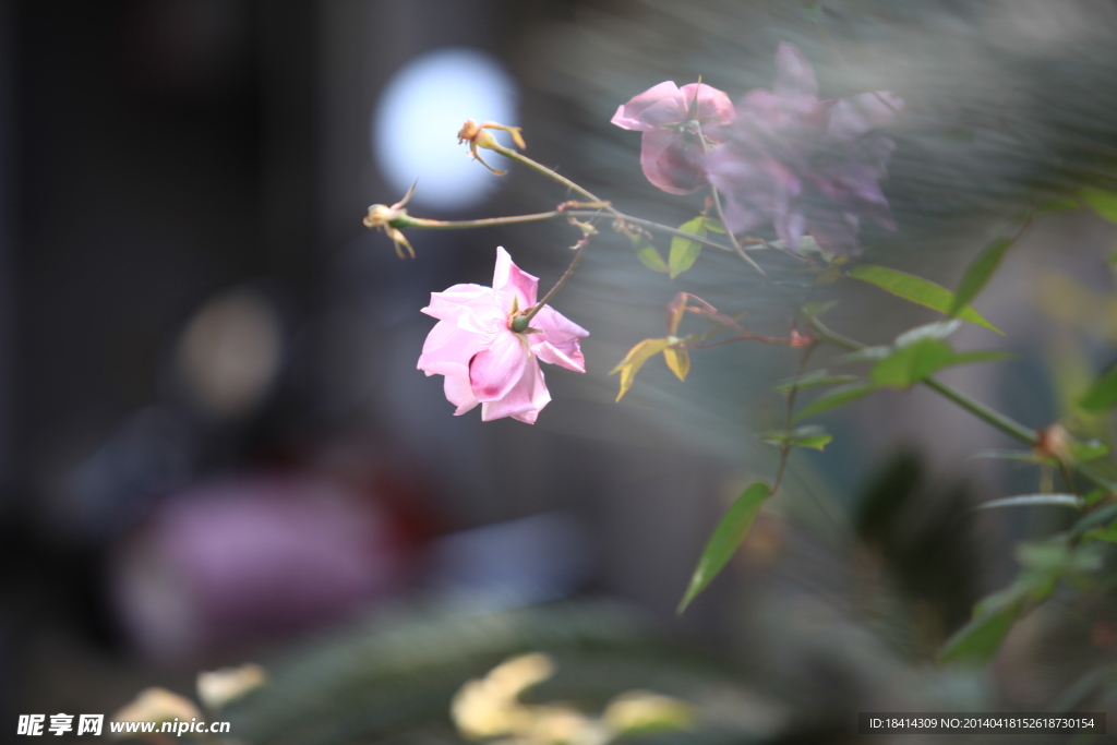 山茶花
