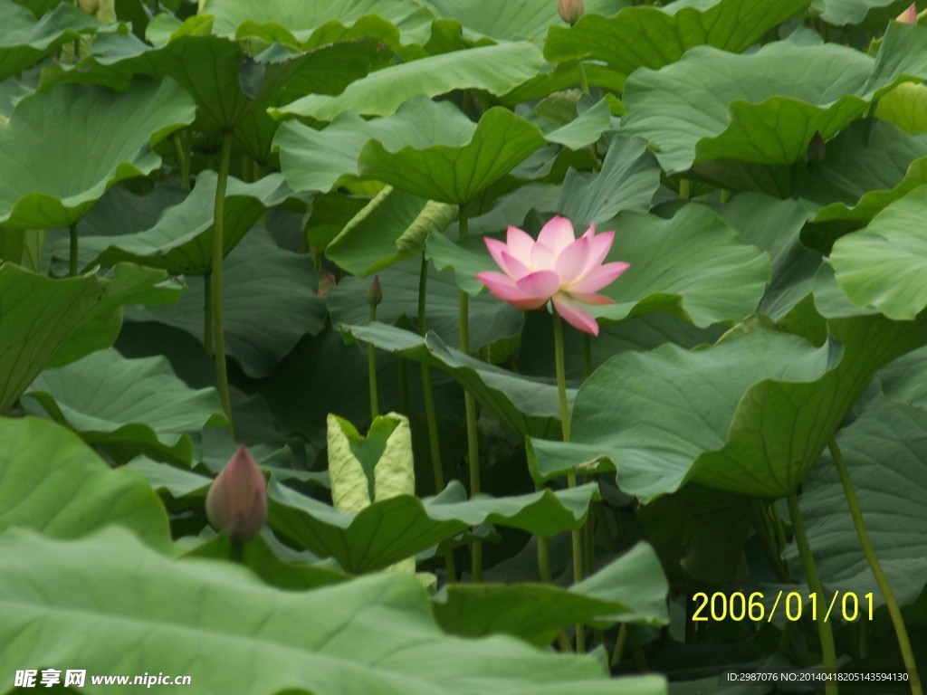 荷花