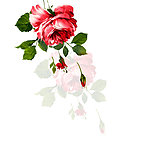 玫瑰花