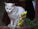 花前的猫